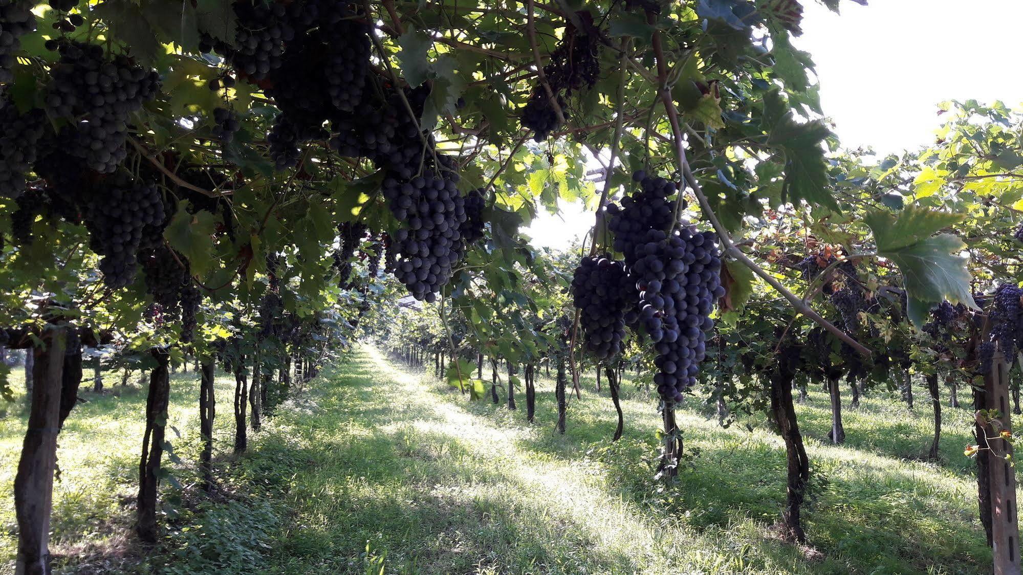 Agriturismo Camparella Pastrengo Kültér fotó